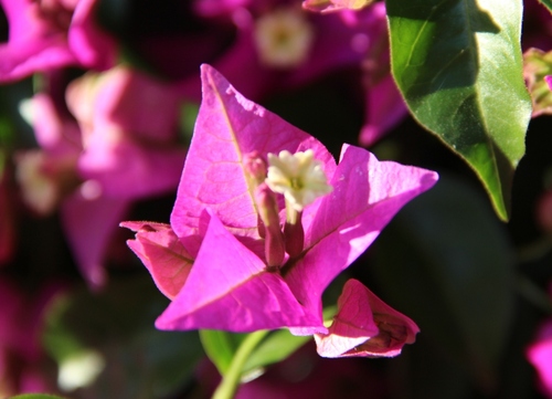 Fleurs de Campanie