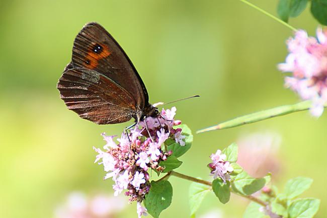 Moiré sylvicole ou Moiré tardif