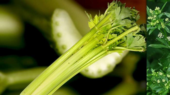 Les délicieuses herbes aromatiques et leurs vertus