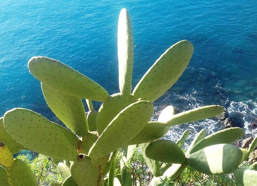 Balade à Monterosso à Cinque Terre