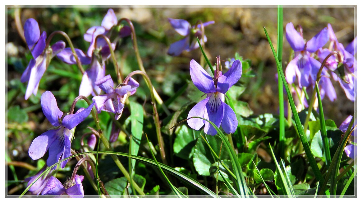 LA PROMENADE AU JARDIN SUITE 