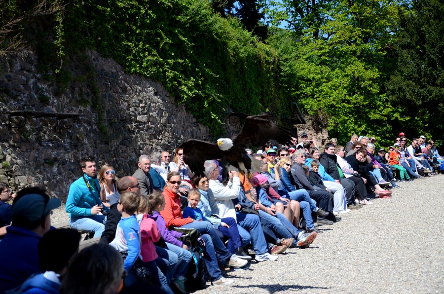 La volerie des aigles