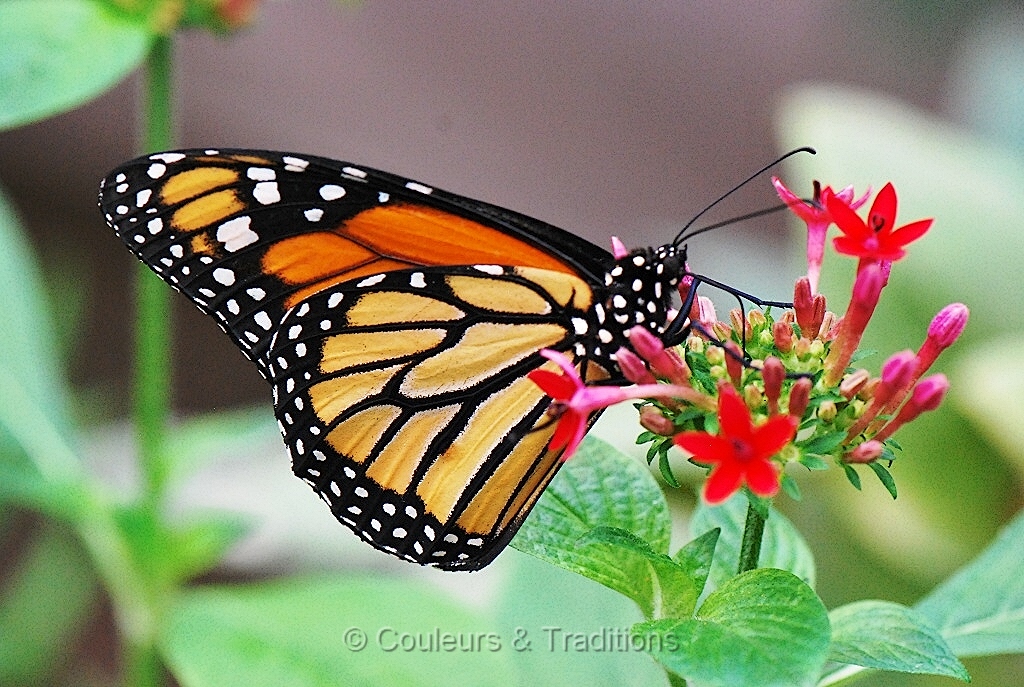 Le Monarque - Danaus Plexippus