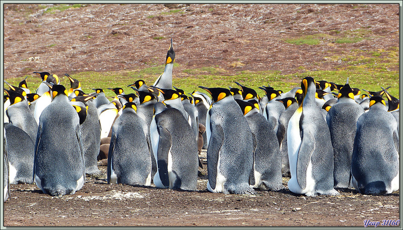 Colonie de Manchots Royaux (Aptenodytes patagonicus) avec un mâle en train de "trompetter" - Volunteer Point - Falkland Islands, Iles Malouines, Islas Malvinas