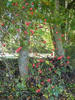 Le chemin du Bois des Bruyères