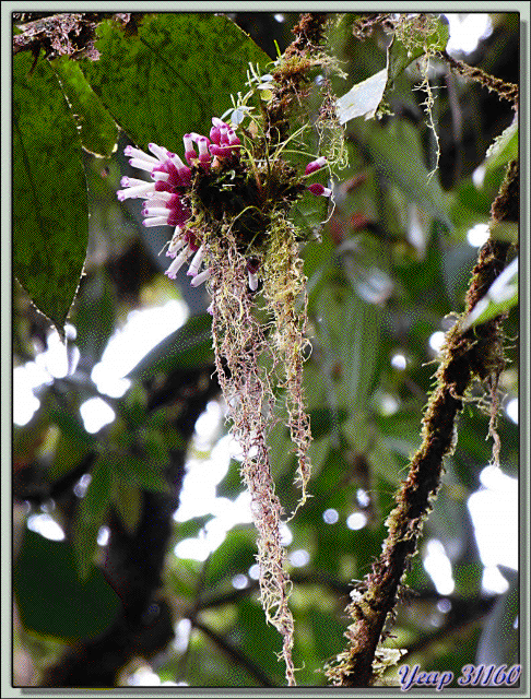 Blog de images-du-pays-des-ours : Images du Pays des Ours (et d'ailleurs ...), Très belle fleur inconnue - Puerto Viejo de Talamanca - Costa Rica