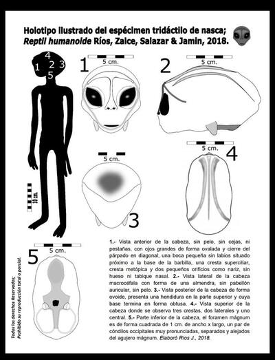 ALIEN PROJECT - Les Êtres de Nazca - page 7.