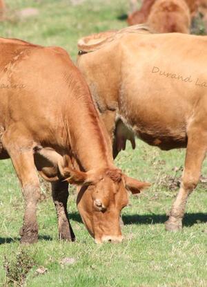 Vaches ou Bos Taurus race Limousine