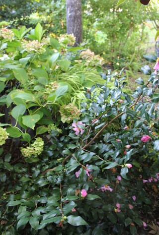 camellia sasanqua 'Plantation Pink'