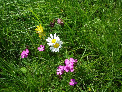 Fleurs sur mon chemin