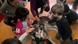 Projet grand Nord : découverte des chiens et de la tenue du musher (1)