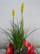 les kniphofias