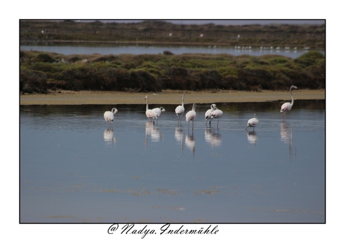 Flamand rose