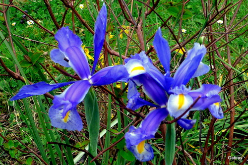 Avril : fleurs du jardin ... n 2