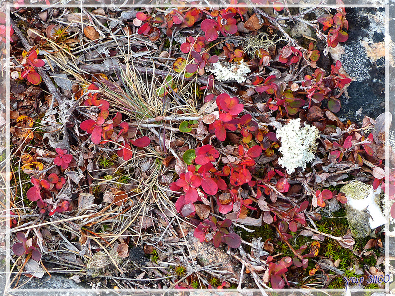 Forêt lilliputienne aux couleurs d'automne - Kullorsuaq - Qaasuitsup - Groenland 