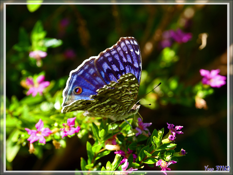 Un superbe papillon bleu intense à ocelles : le Junonia rhadama - Nosy Be - Madagascar