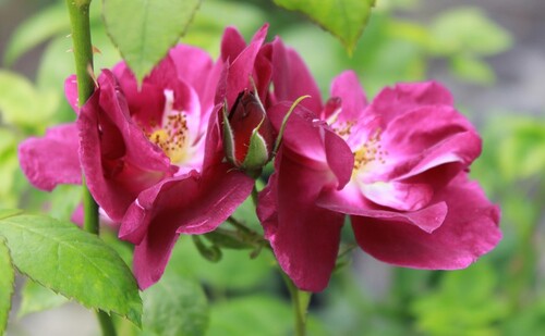 Portes ouvertes du 10,11 et 12 juin 2016: 'Au fil des Roses'-La Rose du Petit Prince