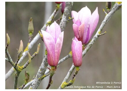 Pornic - Jardin botanique de la ria Mars 2016