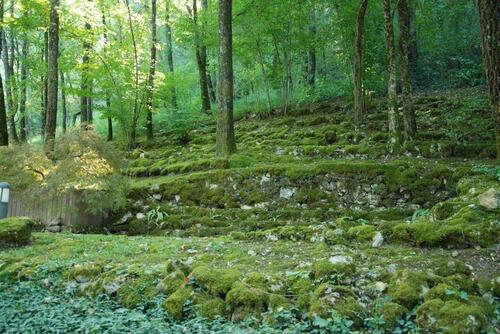 "mauvaises herbes" mousses et lierre