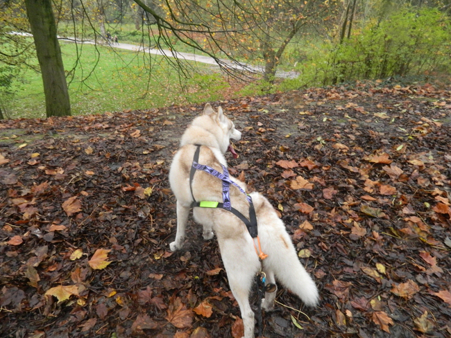 husky de sibérie à Lille