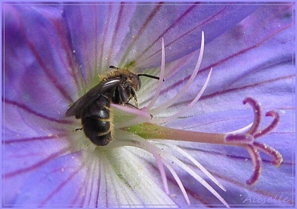 Geranium-vivace-bleu-violet-6.jpg