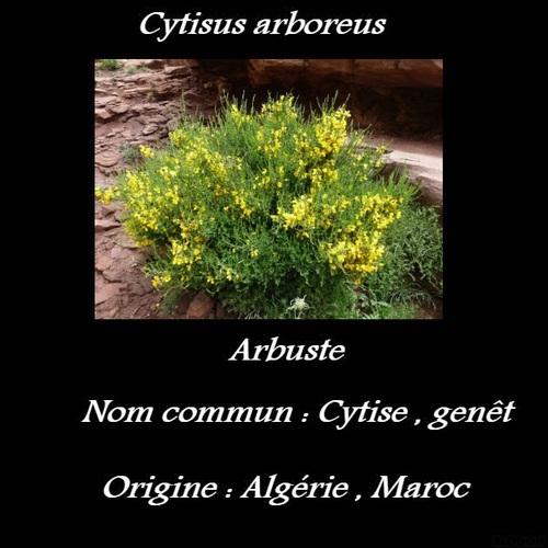 Cytisus arboreus 