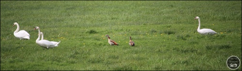 Les cygnes