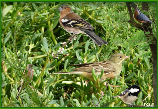 les oiseaux de nos campagnes 1