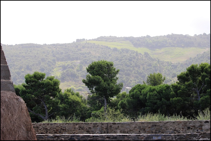 Collioure, vue par Moi