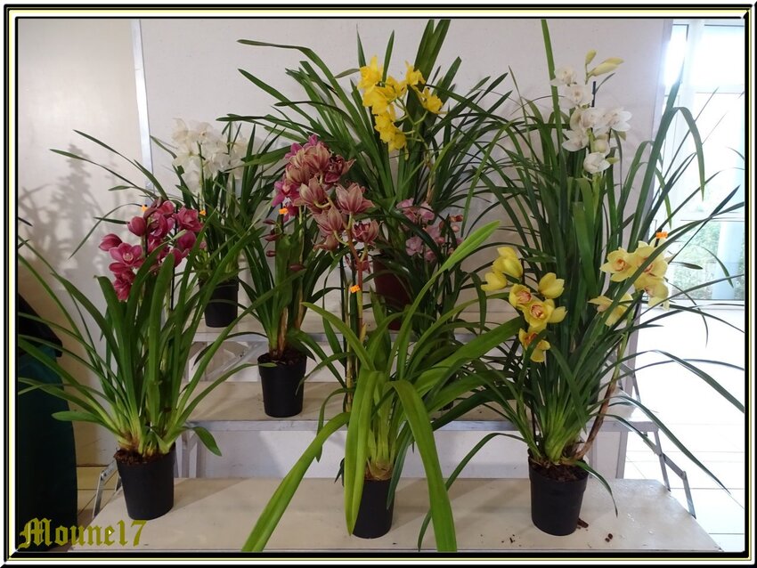 Eposition d'orchidées à La Jarne (17) le 09 e 10 mars 2019