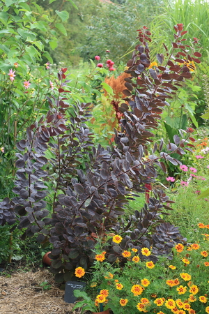 Cotinus coggygria royal purple