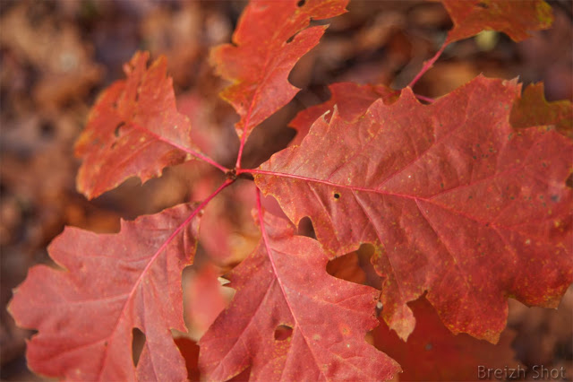 Shots de feuilles en automne : Feuilles de chêne rouge d'Amérique - Vallée du Scorff - Pont-Calleck Le chêne rouge d'Amérique n'a pas à faire beaucoup d'efforts pour se montrer très décoratif