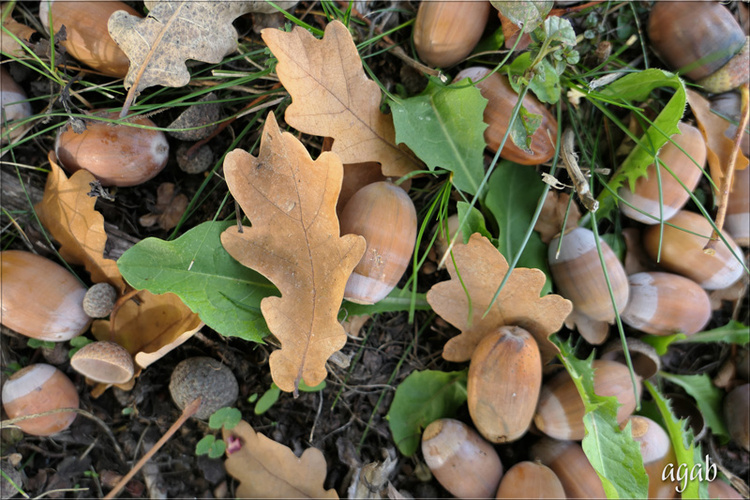 promenade photographique octobre 2022