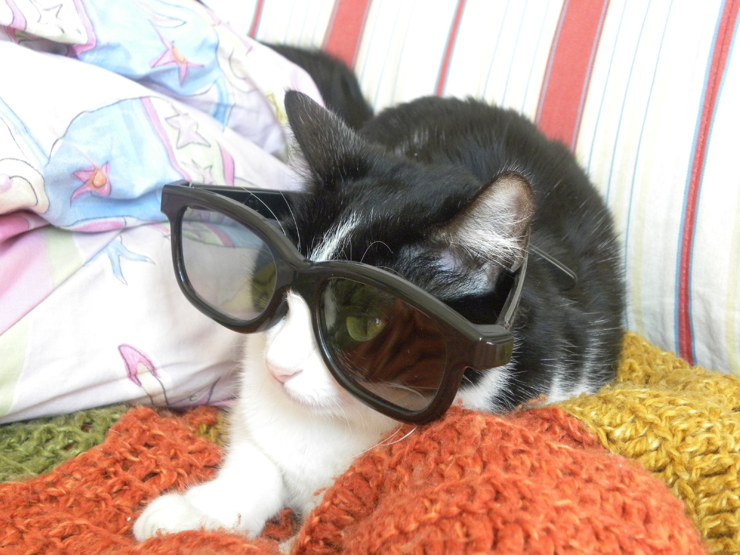 mon chat avec des lunettes 3D