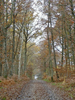 Le Circuit du Hom (Rallongé)