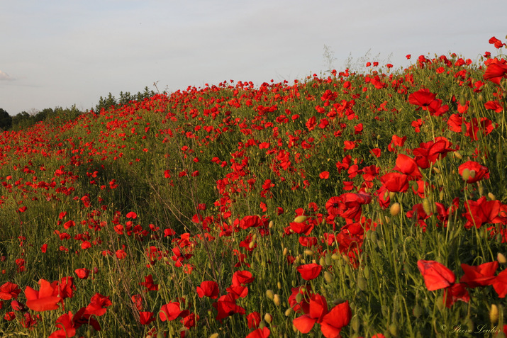 Hermé et ses coquelicots 