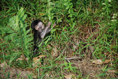 Mardi 16 juillet dans la jungle à Bako