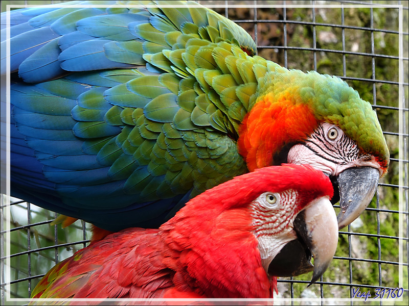 Ara arlequin : hybride d'Ara bleu, Blue-and-yellow Macaw (Ara ararauna) et d'Ara chloroptère, Red-and-green Macaw (Ara chloropterus) - Parque das Aves - Foz do Iguaçu - Brésil