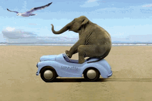 Elephants GIFs - Get the best GIF on GIPHY