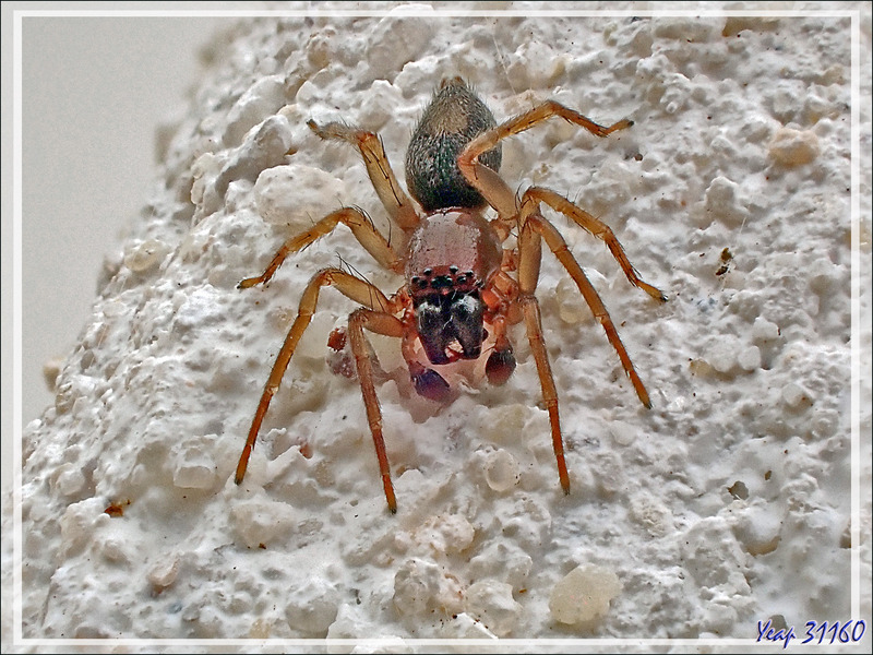 Araignée indéterminée (mâle) - La Couarde-sur-Mer - Île de Ré - 17