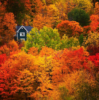 La forêt à l'automne ...
