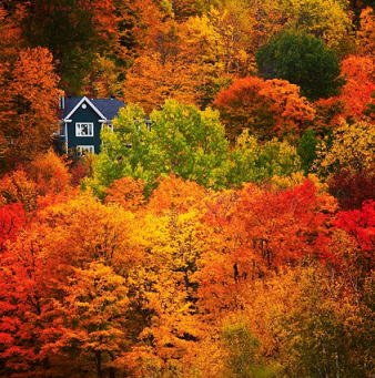 La forêt à l'automne ... 