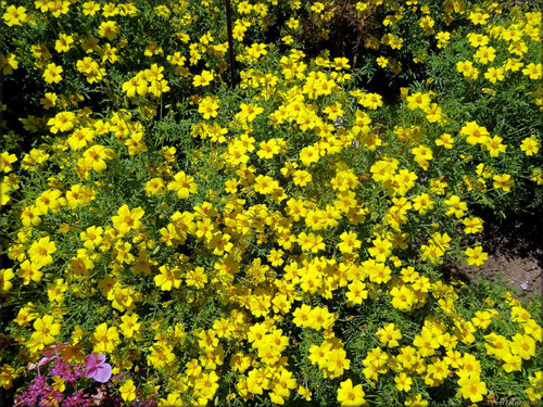 Photo de Bidens (Roseraie des Sables d'Olonne)