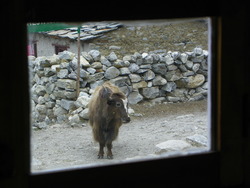 Un yak dans le village de Dragnag