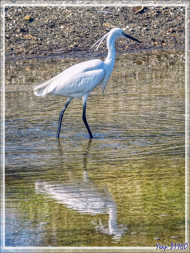 Aigrette garzette, Little Egret (Egretta garzetta) - Loix-en-Ré - Ile de Ré - 17