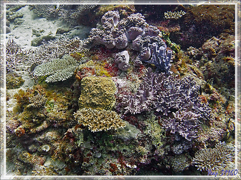 Pot-pourri de coraux - Betaniazo - Tsarabanjina - Mitsio - Madagascar