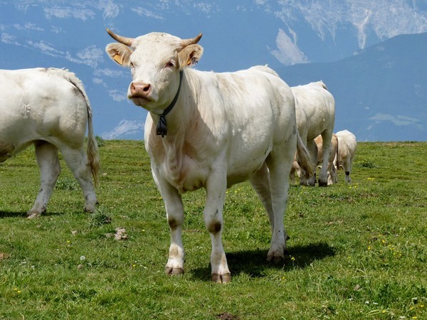 13 - Vache
