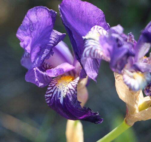 Les iris, 2