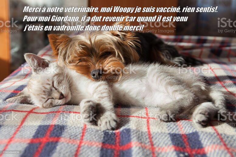 Woopy vacciné et Giordano piqure allergie