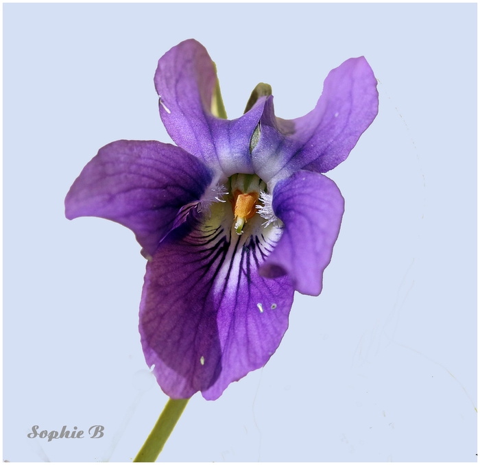 Viola odorata .